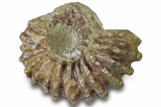 Bargain, Bumpy Ammonite (Douvilleiceras) Fossil - Madagascar #308906