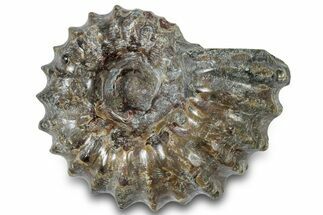 Bumpy Ammonite (Douvilleiceras) Fossil - Madagascar #308908