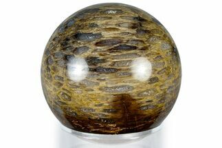 Polished Petrified Palm Root Sphere - Indonesia #309015