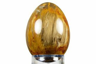 Colorful Chinchilla Petrified Wood (Conifer) Egg - Australia #309020