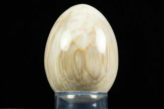 Polished Petrified Wood Egg - Washington #309029