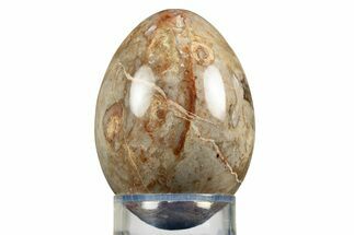 Polished Petrified Palm Root Egg - California #309030