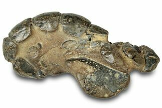 Fossil Mud Lobster (Thalassina) - Gunn Poin, Australia #307764