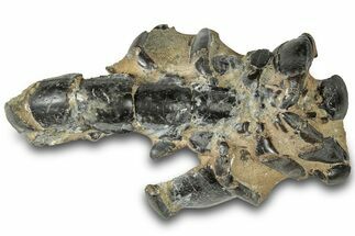 Fossil Mud Lobster (Thalassina) - Gunn Poin, Australia #307767