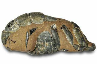 Fossil Mud Lobster (Thalassina) - Gunn Poin, Australia #307791