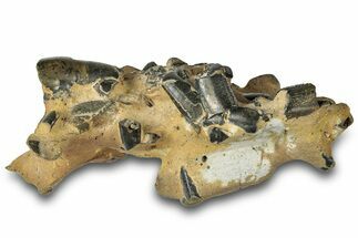 Fossil Mud Lobster (Thalassina) - Gunn Poin, Australia #307793