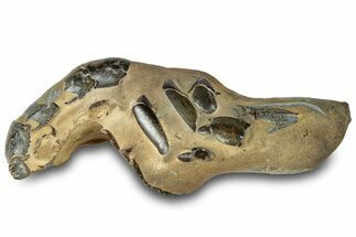Fossil Mud Lobster (Thalassina) - Gunn Poin, Australia #307795