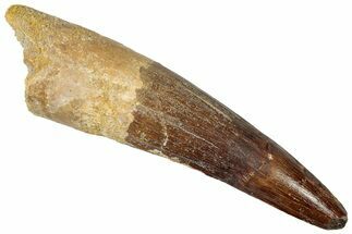 Real Spinosaurus Tooth - Huge Dinosaur Tooth #307949