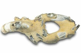 Fossil Mud Lobster (Thalassina) - Gunn Poin, Australia #308600