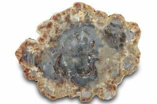 Polished Dinosaur Coprolite Nodule Half - Utah #307986