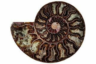 Cut & Polished Ammonite Fossil (Half) - Crystal Pockets #308199