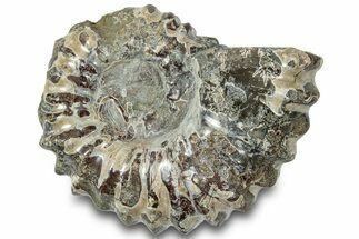 Bumpy Ammonite (Douvilleiceras) Fossil - Madagascar #308925