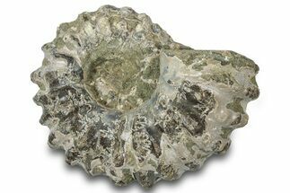 Bumpy Ammonite (Douvilleiceras) Fossil - Madagascar #308927