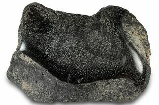 Polished Fossil Dinosaur Bone (Gembone) Section - Wyoming #309393