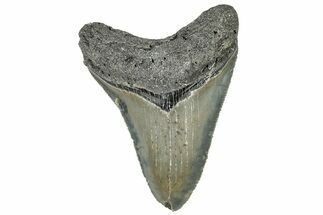 Serrated, Fossil Megalodon Tooth - North Carolina #309526