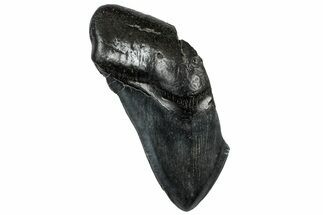 Partial, Fossil Megalodon Tooth - South Carolina #309532