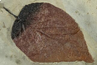 Fossil Leaf (Beringiaphyllum) - Montana #305917