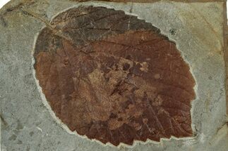 Fossil Leaf (Davidia) - Montana #305941