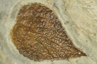 Fossil Leaf (Zizyphus) - Montana #305969