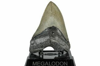 Serrated, Fossil Megalodon Tooth - North Carolina #309497