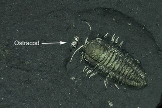 Pyritized Triarthrus Trilobite With Appendages & Ostracod #309855