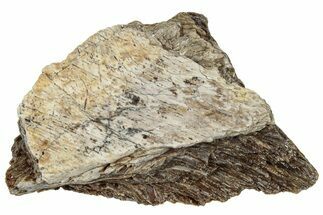 Fossil Tyrannosaur (T rex) Bone Section - Wyoming #309956