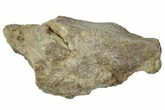 Fossil Tyrannosaur (T rex) Bone Section - Wyoming #309961