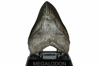 Fossil Megalodon Tooth - South Carolina #310012