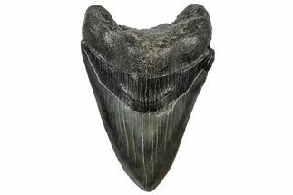 Fossil Megalodon Tooth - South Carolina #310028