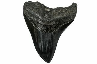Fossil Megalodon Tooth - South Carolina #310031