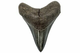 Serrated, Fossil Megalodon Tooth - South Carolina #310037