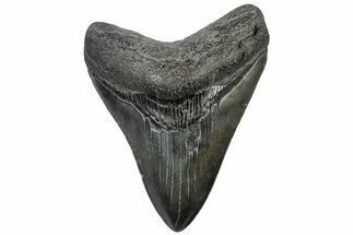 Fossil Megalodon Tooth - South Carolina #310038