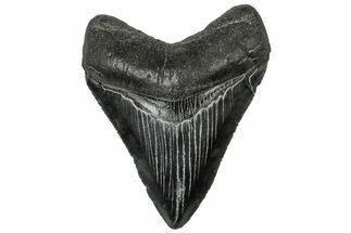 Serrated, Fossil Megalodon Tooth - South Carolina #310039