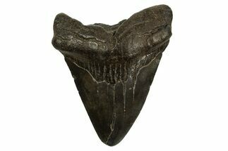 Fossil Megalodon Tooth - South Carolina #310082