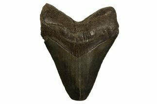 Juvenile Megalodon Tooth - South Carolina #310085