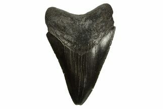 Serrated, Fossil Megalodon Tooth - South Carolina #310086