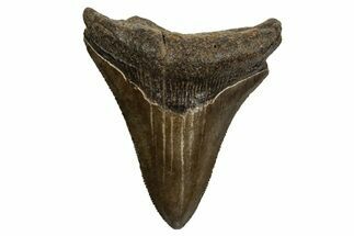 Serrated, Juvenile Megalodon Tooth - South Carolina #310104