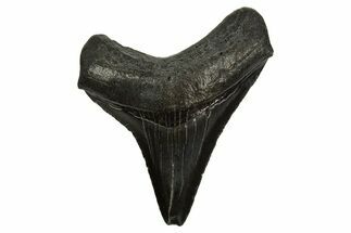 Serrated, Juvenile Megalodon Tooth - South Carolina #310106