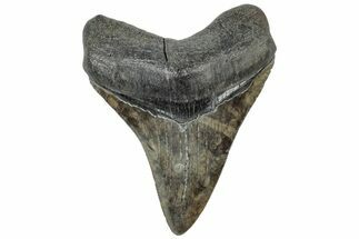 Serrated, Fossil Megalodon Tooth - South Carolina #310051