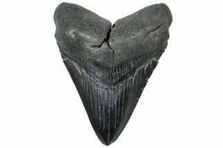 Serrated, Fossil Megalodon Tooth - South Carolina #310061