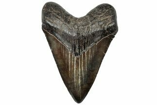 Fossil Megalodon Tooth - South Carolina #310073