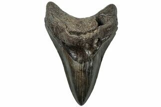 Fossil Megalodon Tooth - South Carolina #310076