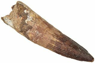 Spinosaurus Teeth For Sale