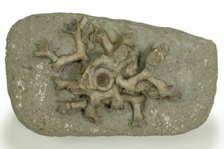 Carboniferous Fossil Coral (Cladochonus) -Crawfordsville, Indiana #310194