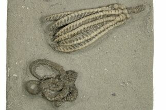 Fossil Crinoid (Decadocrinus) & Starfish Plate - Indiana #310206