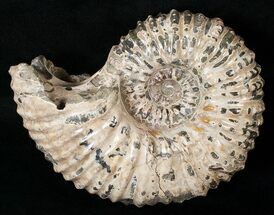 Large Douvilleiceras Ammonite - Madagascar #16920