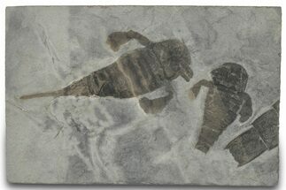 Eurypterus (Sea Scorpion) Fossil With Partials - New York #310230