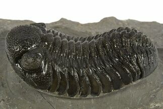 Morocops Trilobite - Ofaten, Morocco #310256