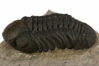 Prone Reedops Trilobite - Atchana, Morocco #310259