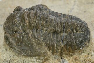 Detailed Gerastos Trilobite Fossil - Morocco #310269